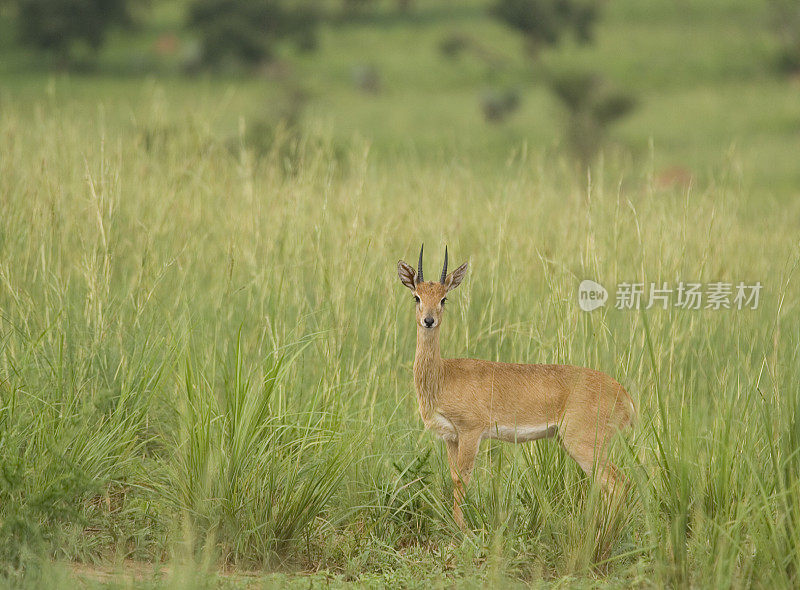 Male Oribi